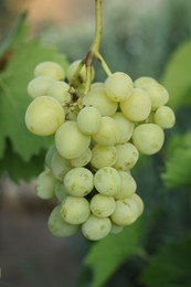 Photo of Delicious green grapes growing in vineyard, closeup