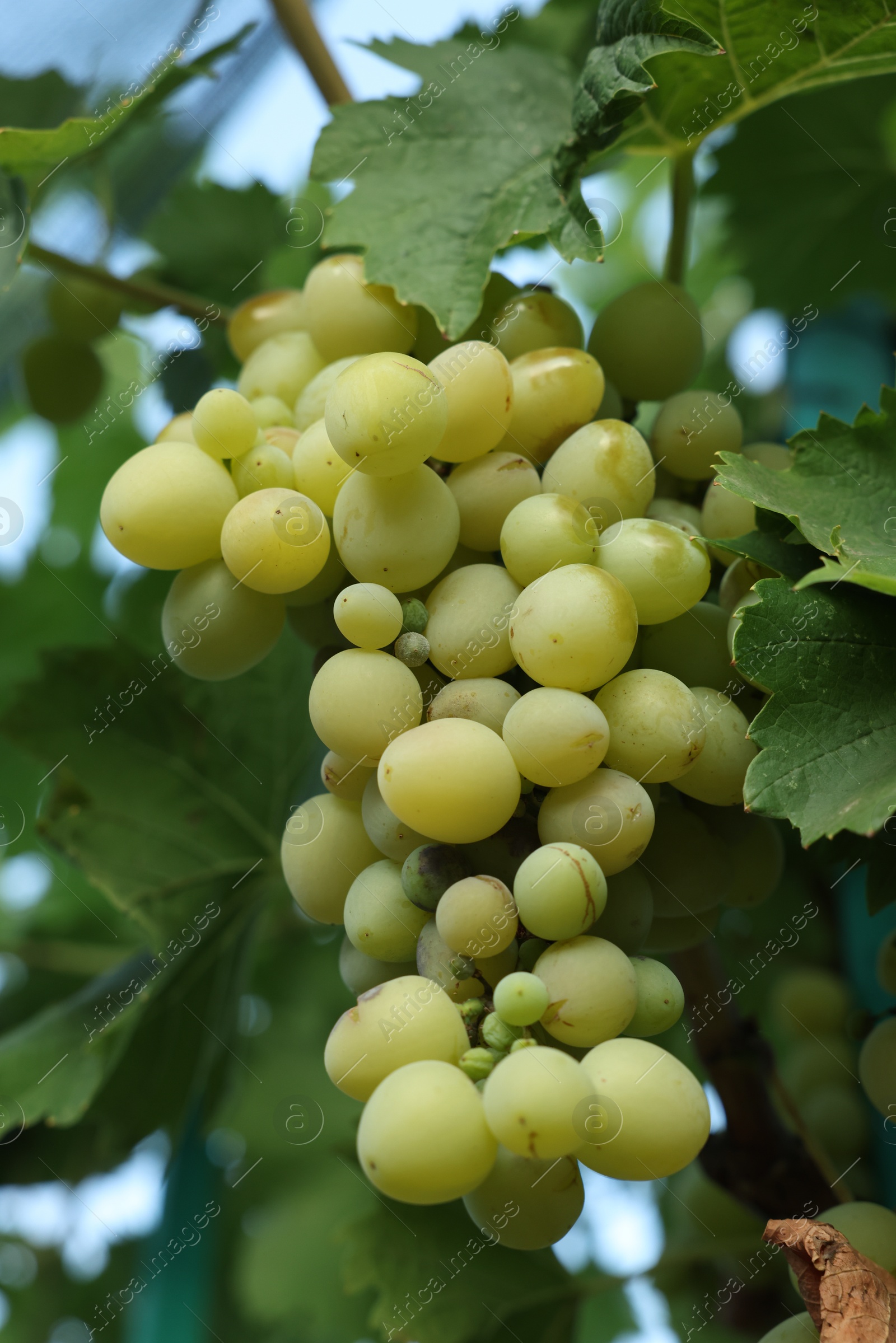 Photo of Delicious green grapes growing in vineyard, closeup