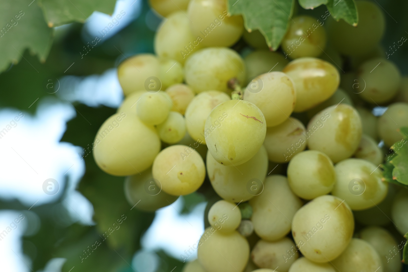 Photo of Delicious green grapes growing in vineyard, closeup