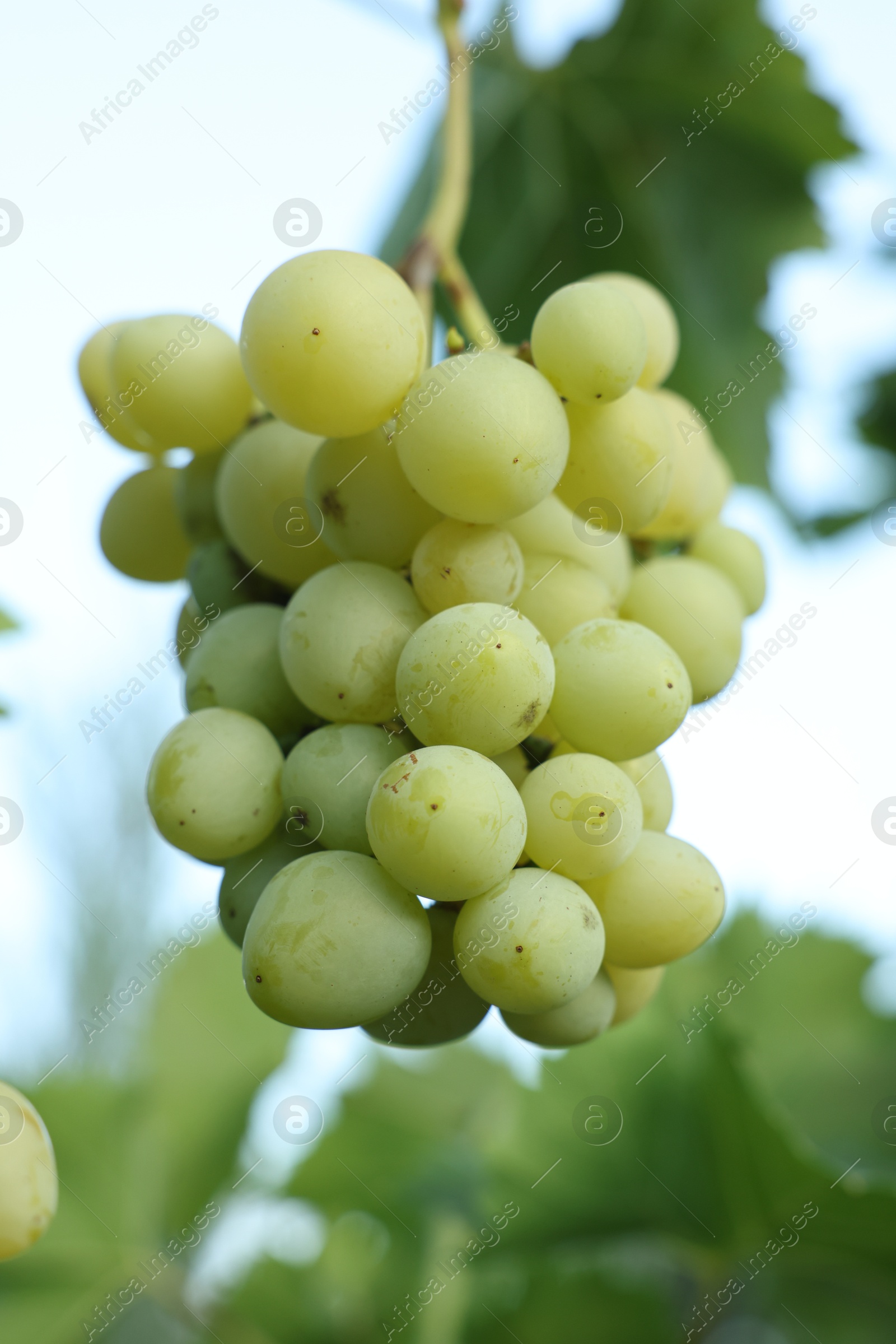 Photo of Delicious green grapes growing in vineyard, closeup