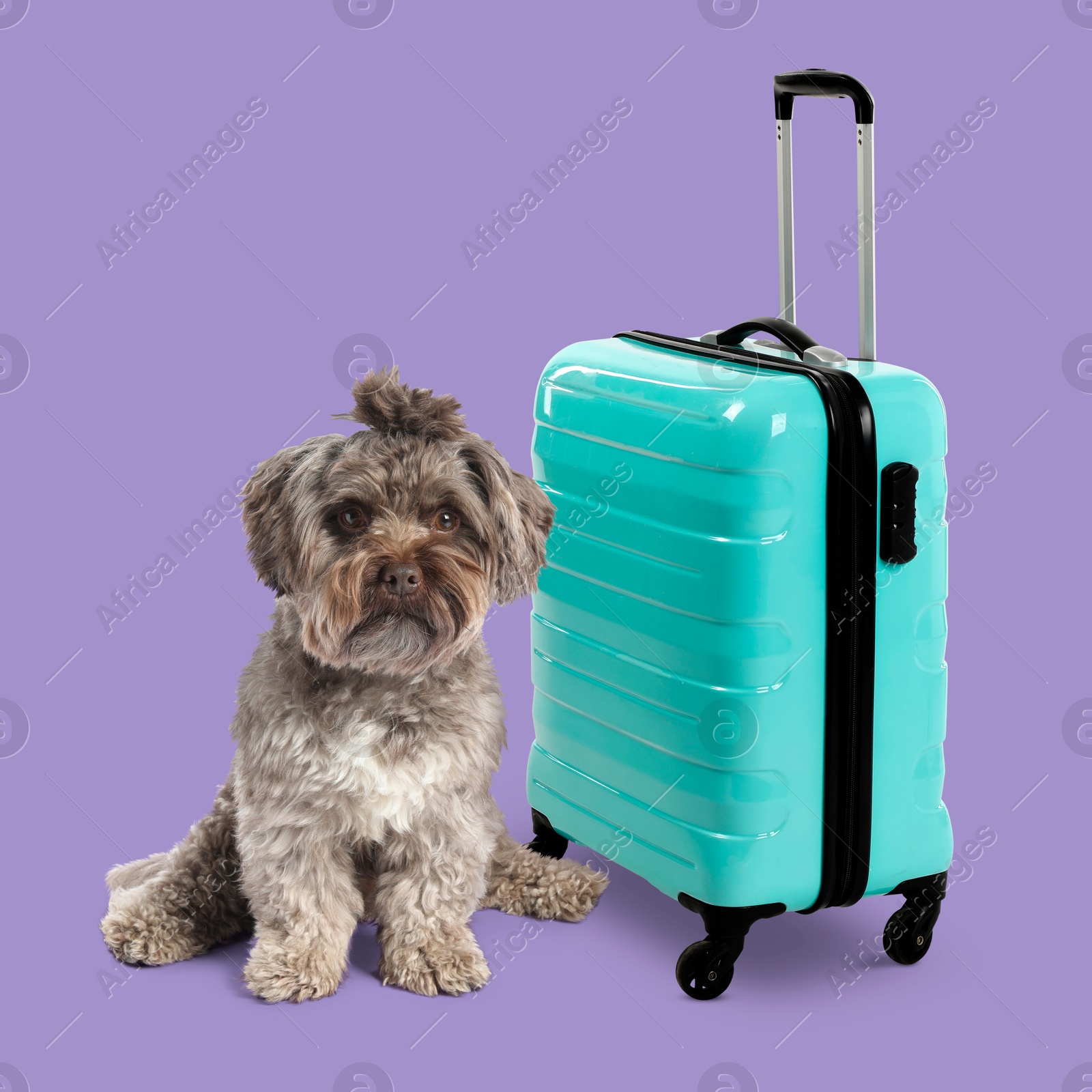 Image of Cute dog and turquoise suitcase on violet background