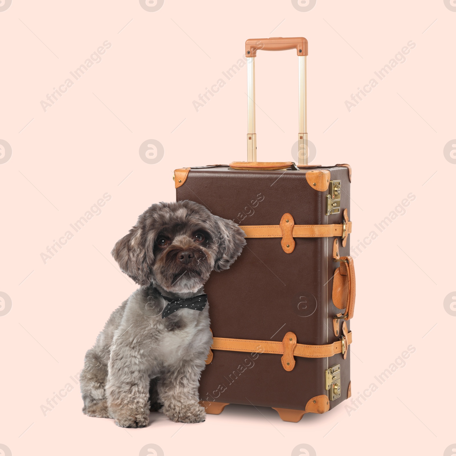 Image of Cute dog and leather suitcase on beige background