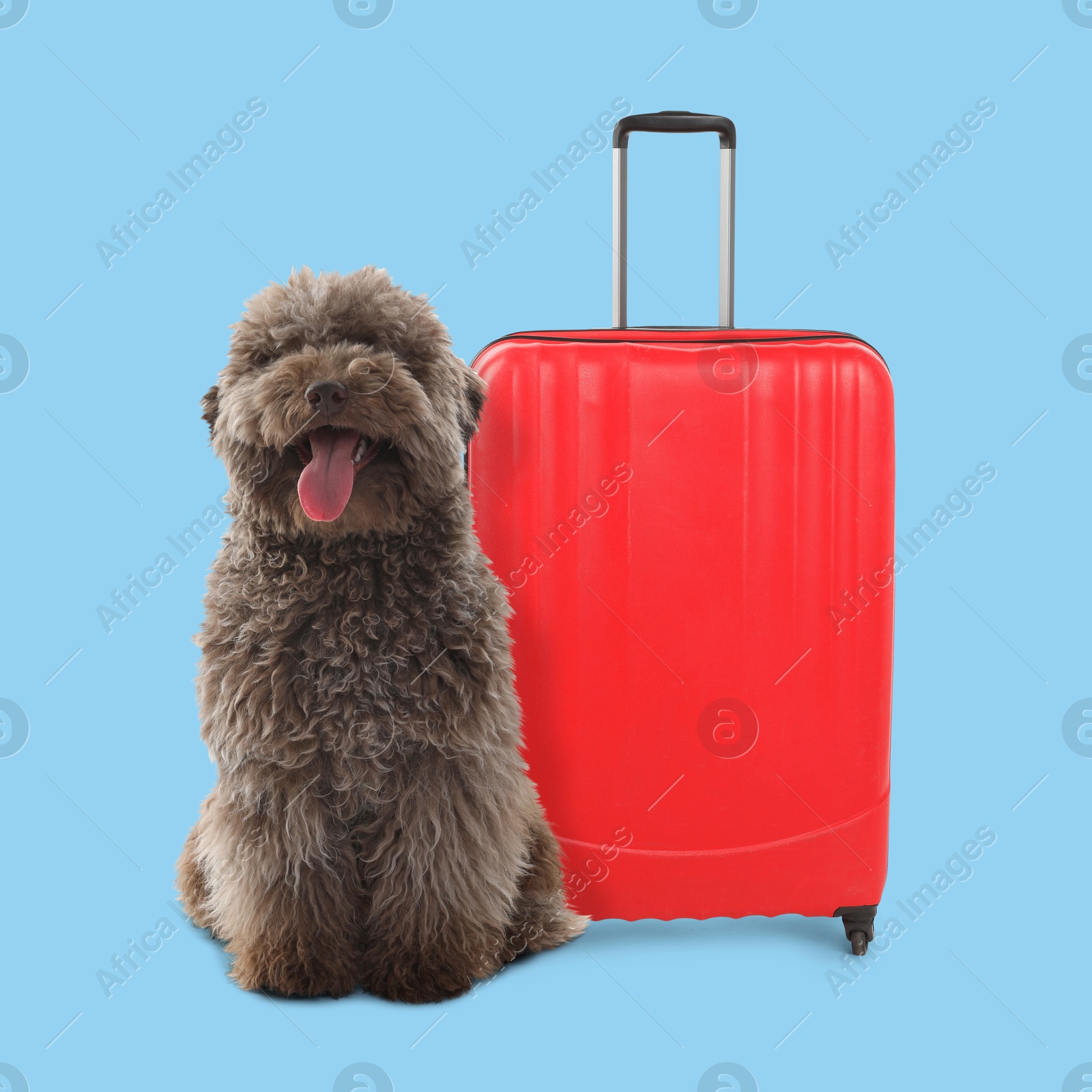 Image of Cute dog and red suitcase on light blue background