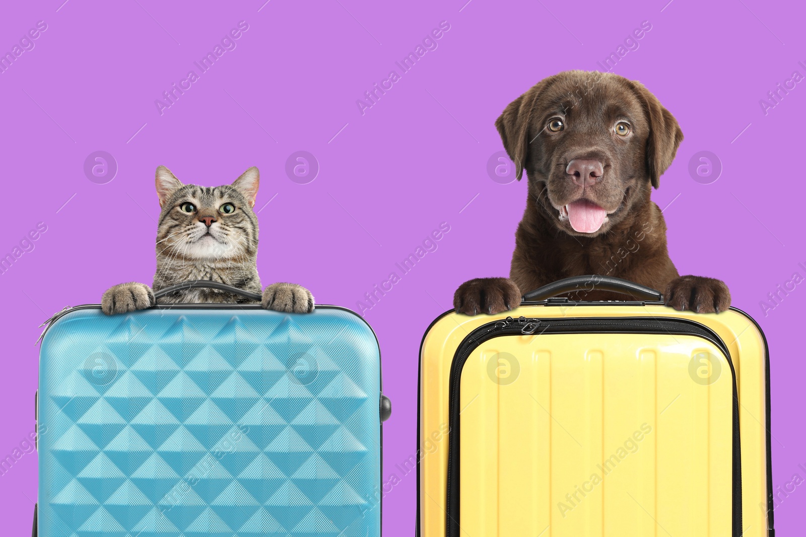 Image of Cute cat and dog holding paws on suitcases against violet background