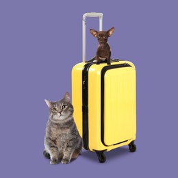 Image of Cute dog sitting on yellow suitcase and grey cat on dark violet background