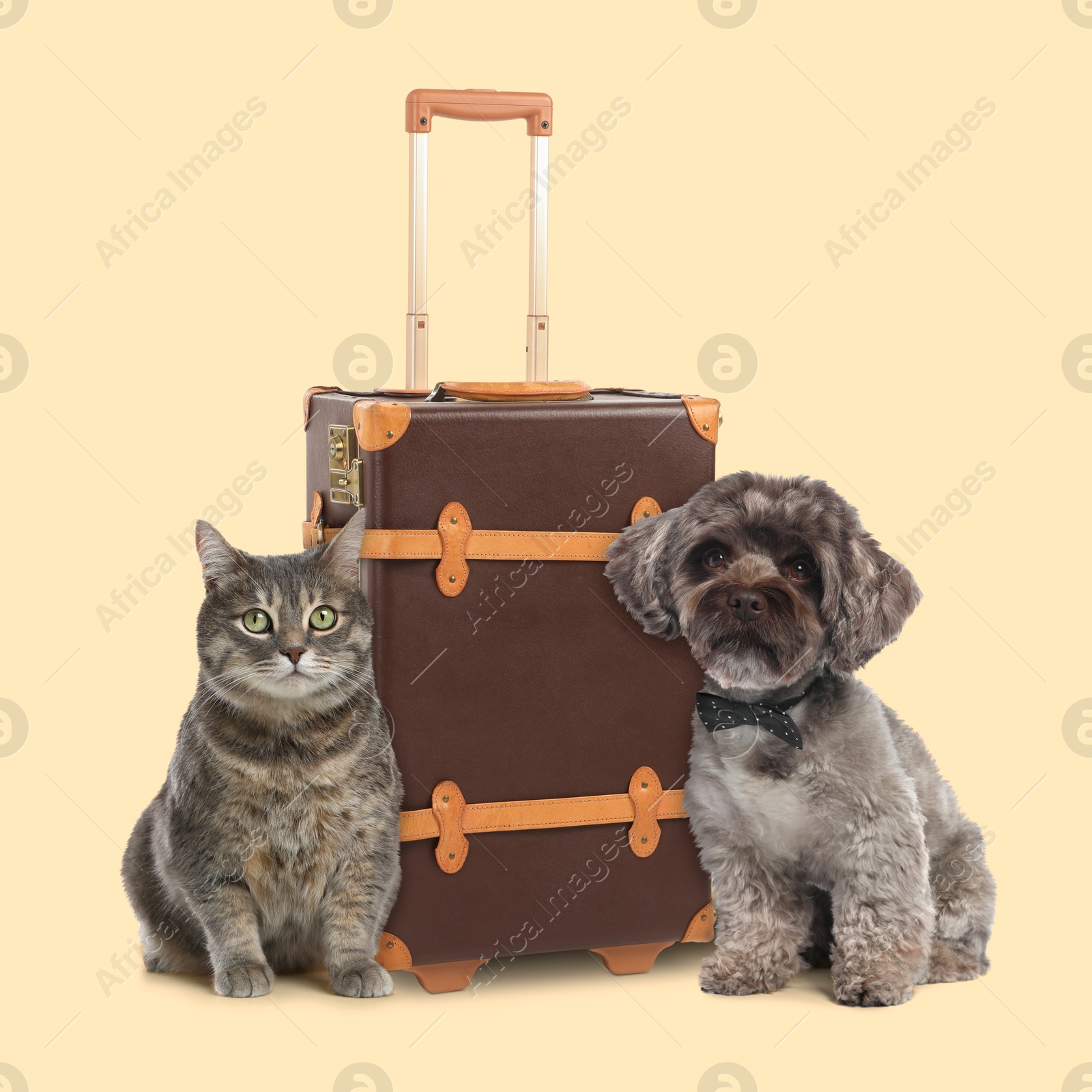 Image of Cat, dog and leather suitcase on beige background