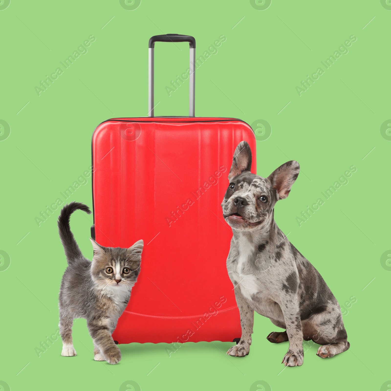 Image of Kitten, dog and red suitcase on light green background