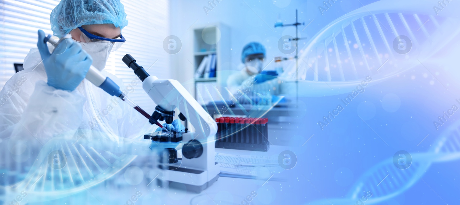 Image of Scientist working with microscope in laboratory and illustrations of DNA, double exposure. Research in genetics. banner design