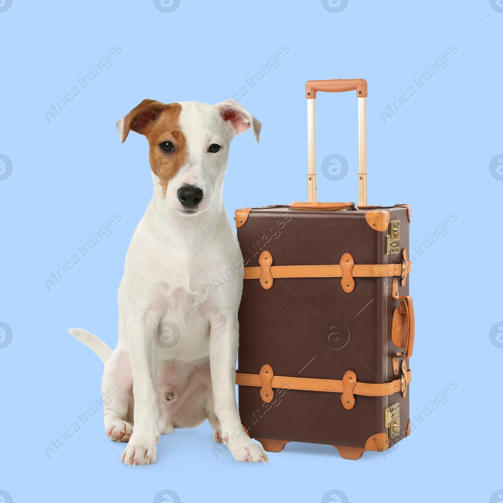 Image of Jack Russell terrier and suitcase on light blue background