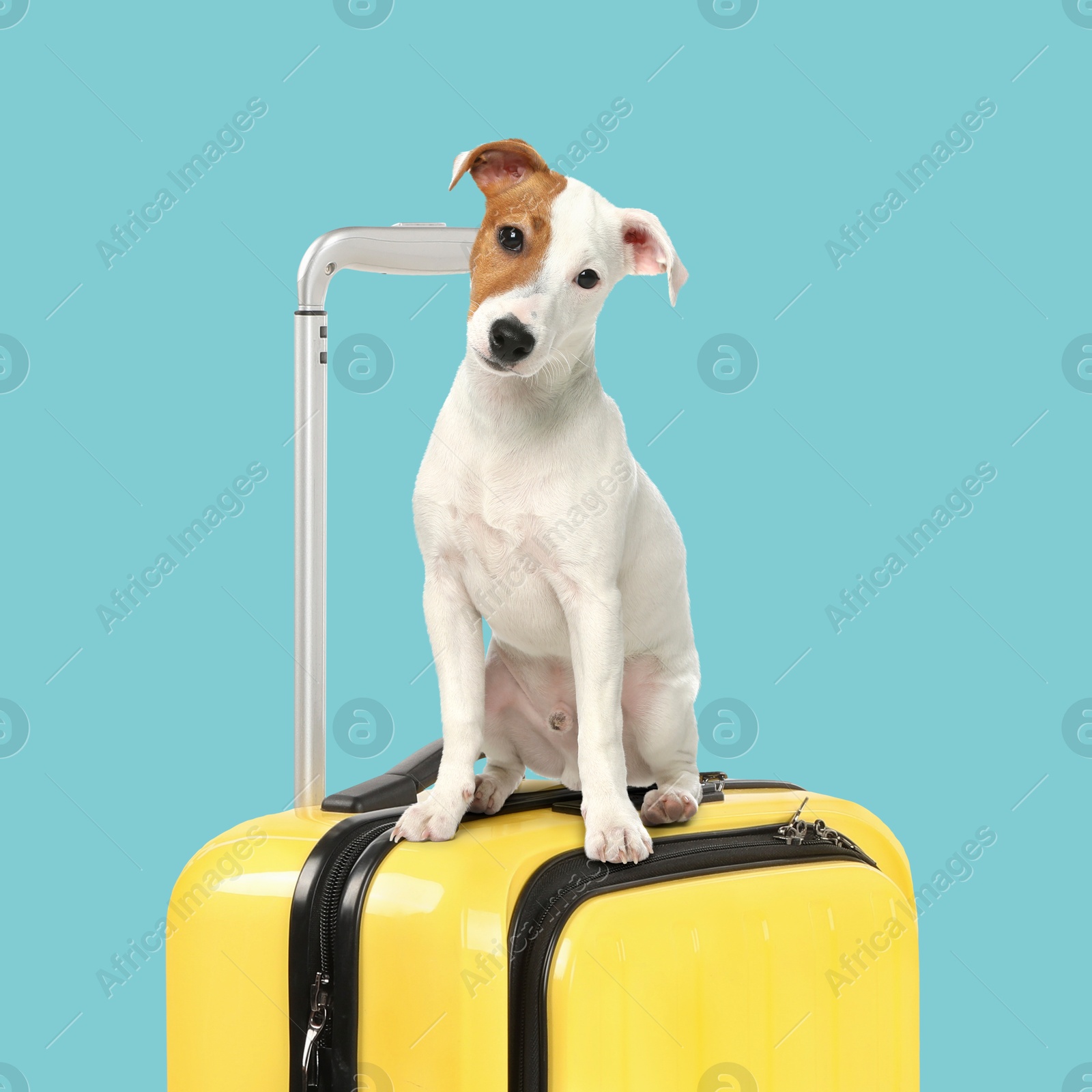 Image of Jack Russell terrier on yellow suitcase against light blue background