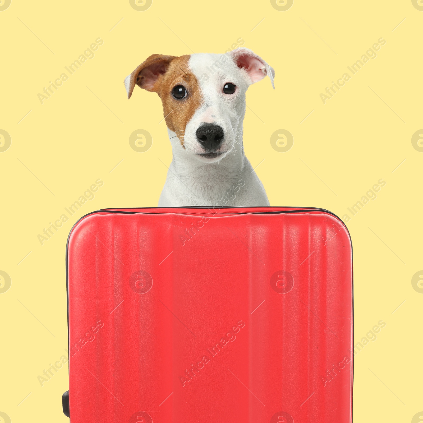 Image of Jack Russell terrier behind red suitcase on pale yellow background