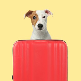 Image of Jack Russell terrier behind red suitcase on pale yellow background