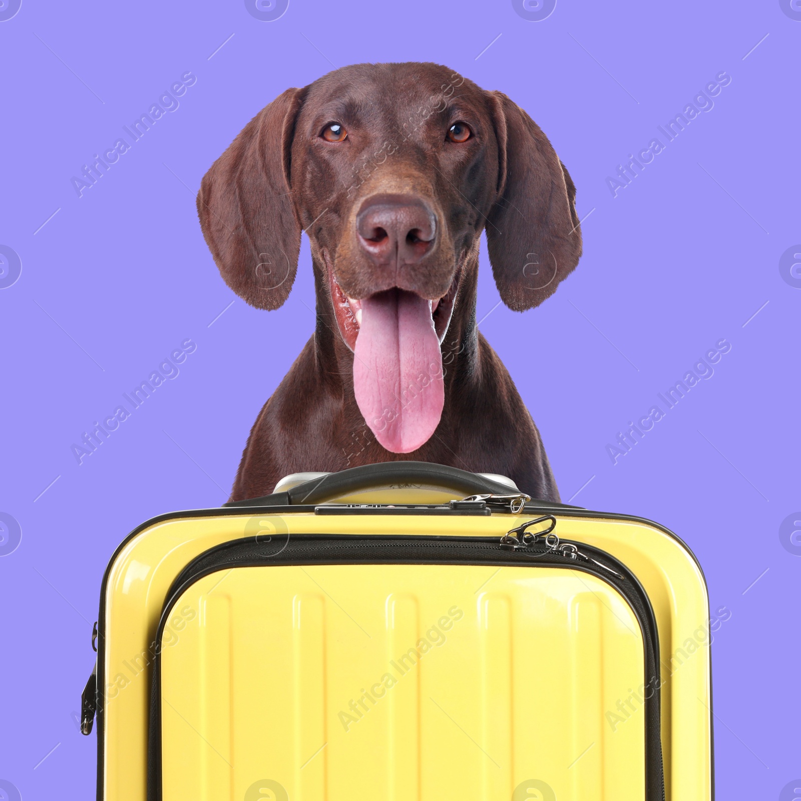 Image of Cute dog behind yellow suitcase on blue violet background