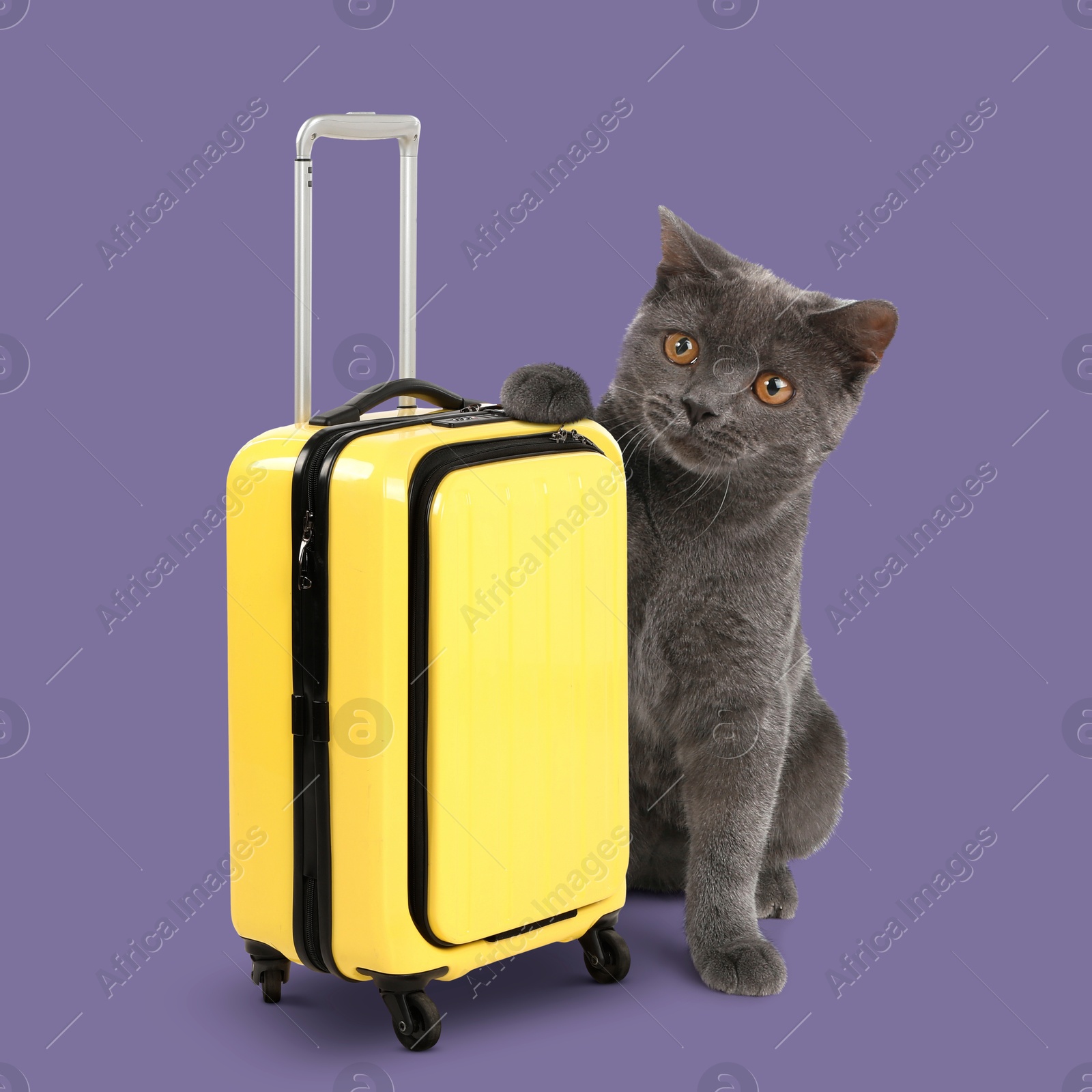 Image of Cute cat holding paw on yellow suitcase against dark violet background