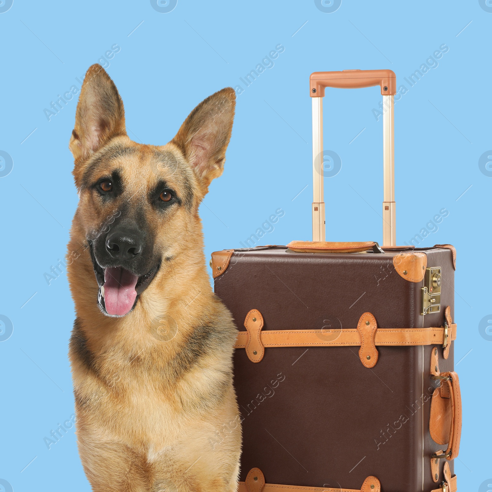 Image of Cute German Shepherd dog and leather suitcase on light blue background