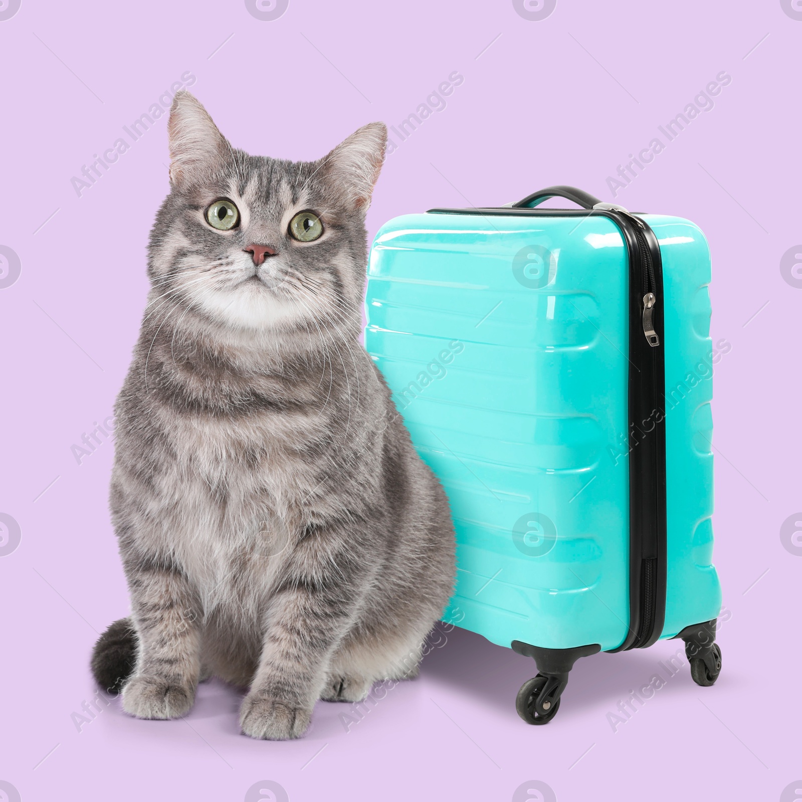 Image of Cute gray cat and turquoise suitcase on light violet background