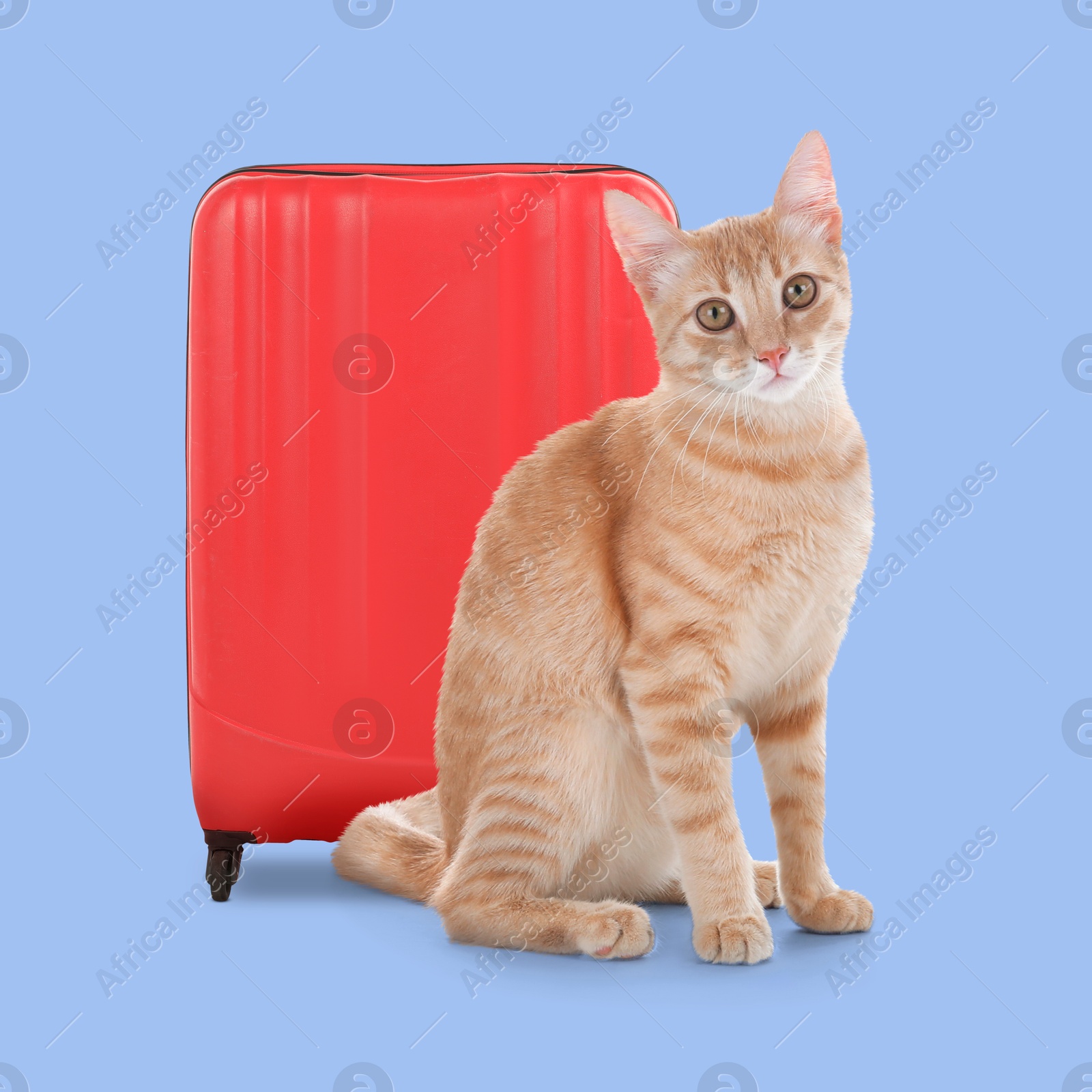 Image of Cute tabby cat and red suitcase on light blue background