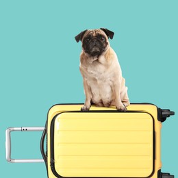 Image of Cute pug dog on yellow suitcase against turquoise background