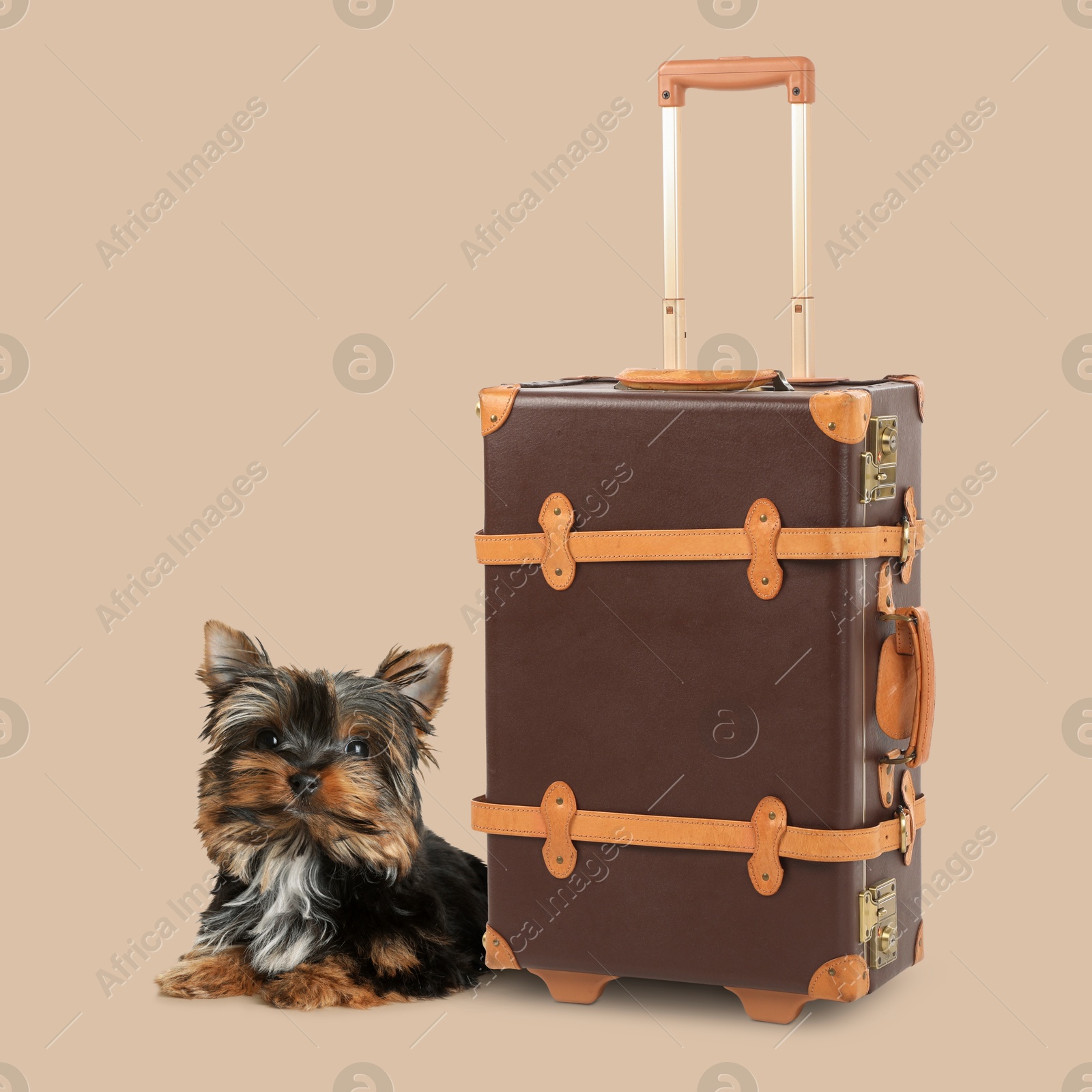 Image of Cute Yorkshire terrier and leather suitcase on dark beige background