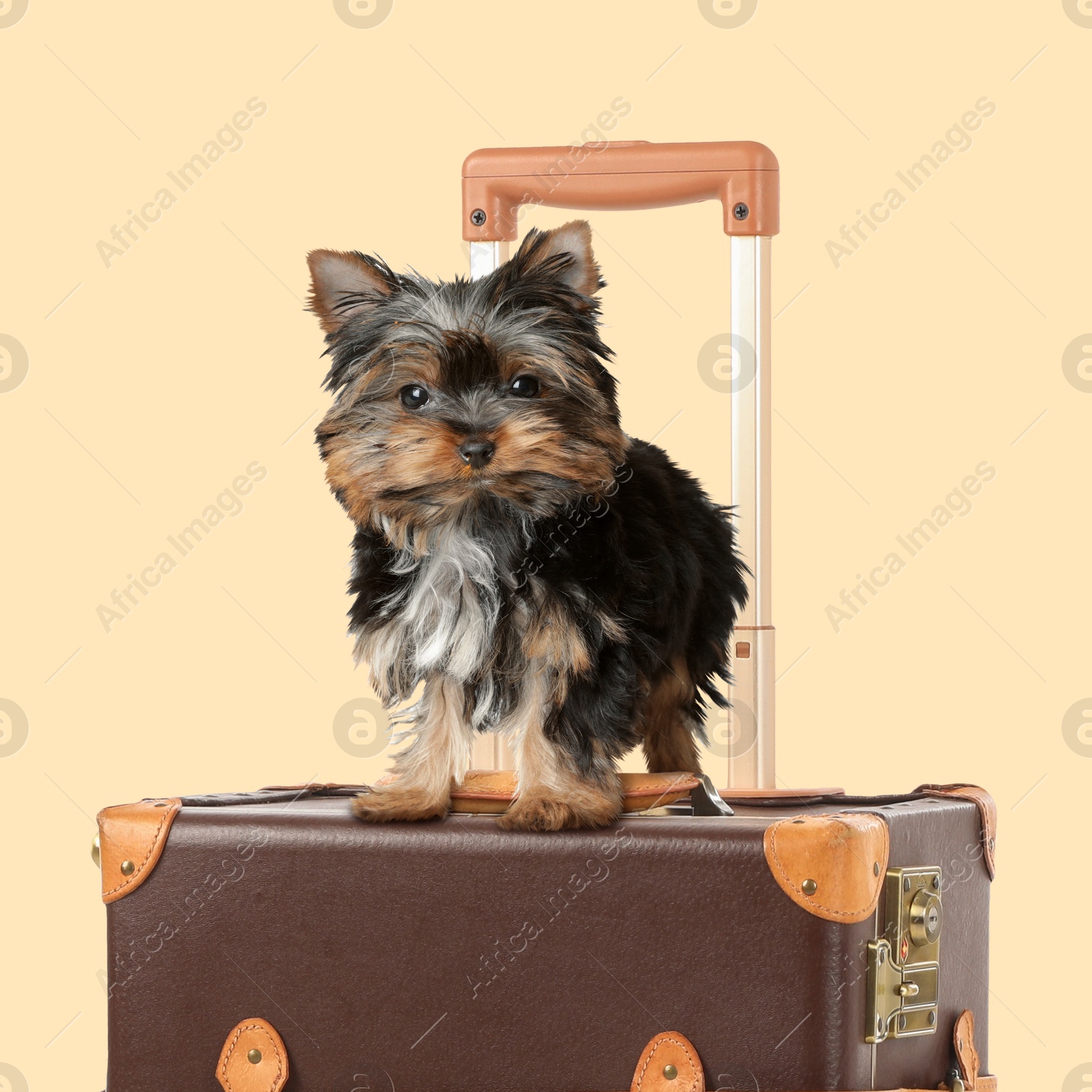 Image of Cute Yorkshire terrier on leather suitcase against beige background