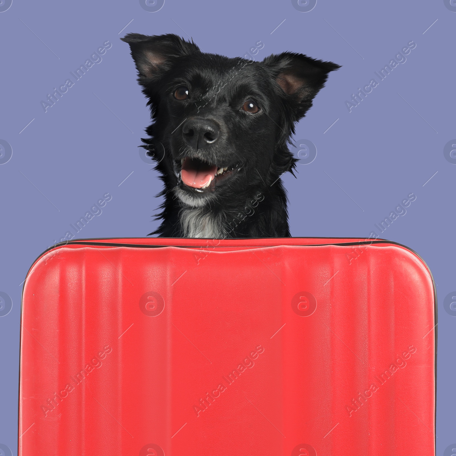 Image of Cute black dog behind red suitcase on color background