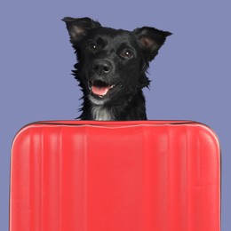 Image of Cute black dog behind red suitcase on color background