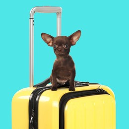 Image of Cute Chihuahua dog on yellow suitcase against turquoise background