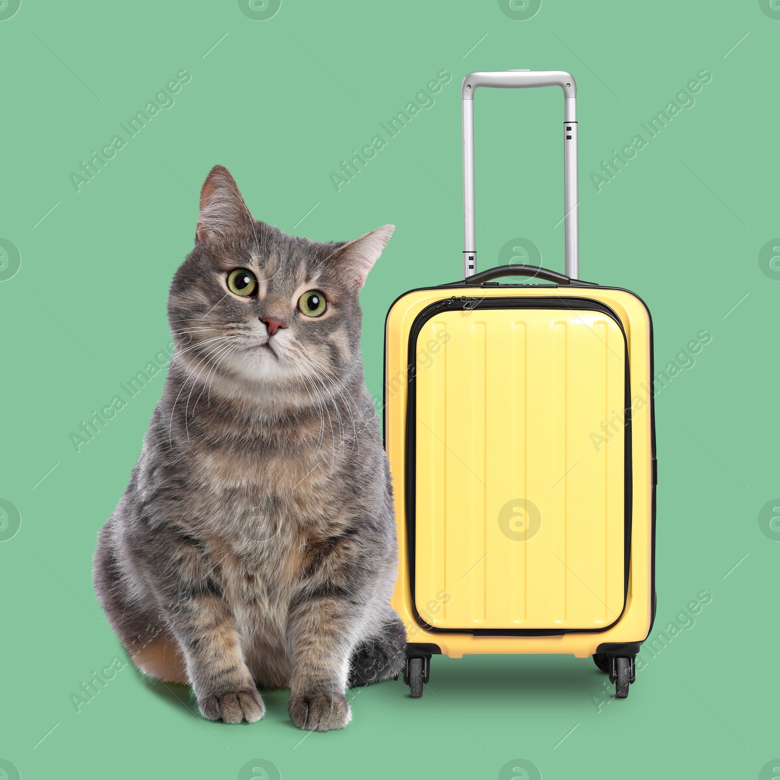 Image of Cute grey cat and yellow suitcase on pale green background