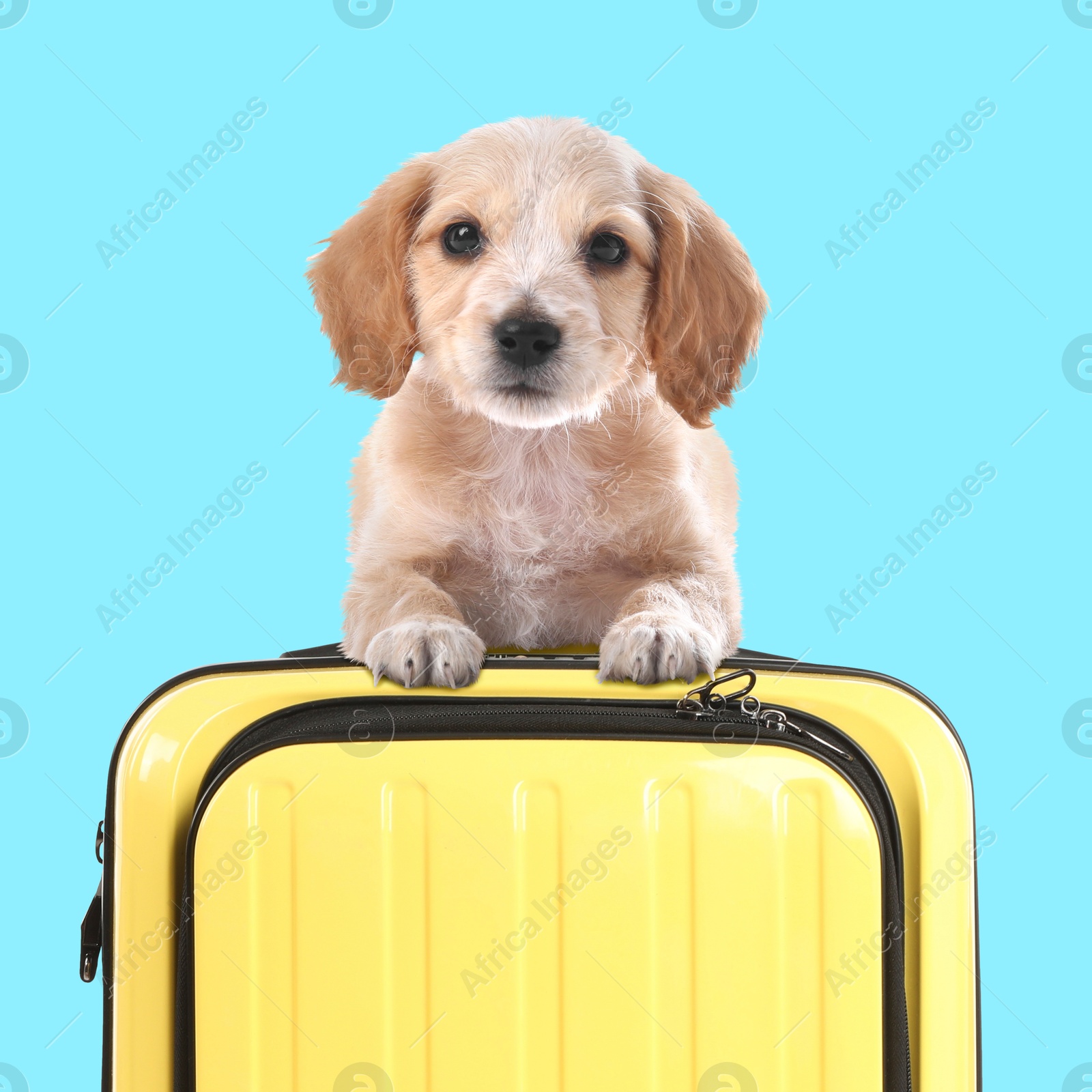 Image of Cute puppy holding paws on yellow suitcase against light blue background