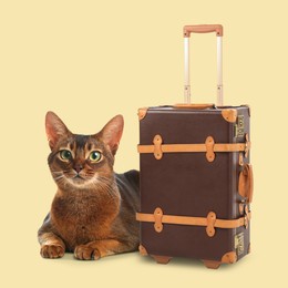 Image of Beautiful Abyssinian cat and leather suitcase on beige background