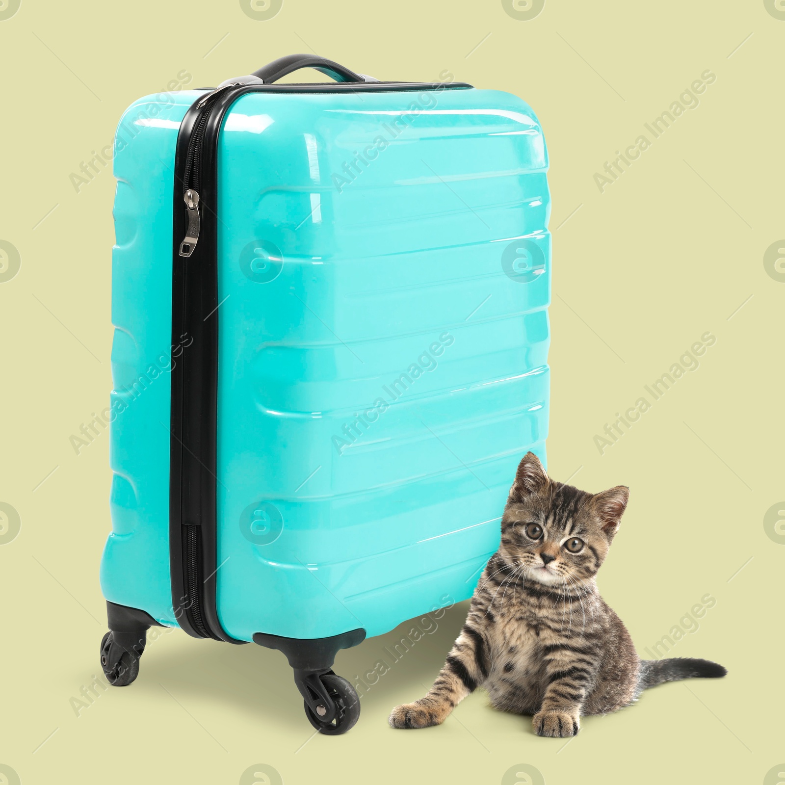 Image of Cute kitten and turquoise suitcase on beige background