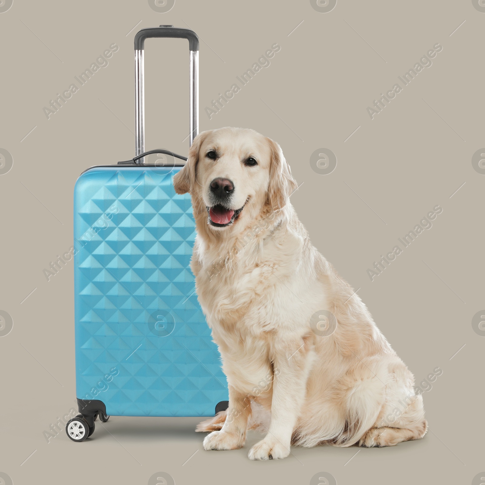 Image of Cute Golden Retriever dog and suitcase on dark beige background