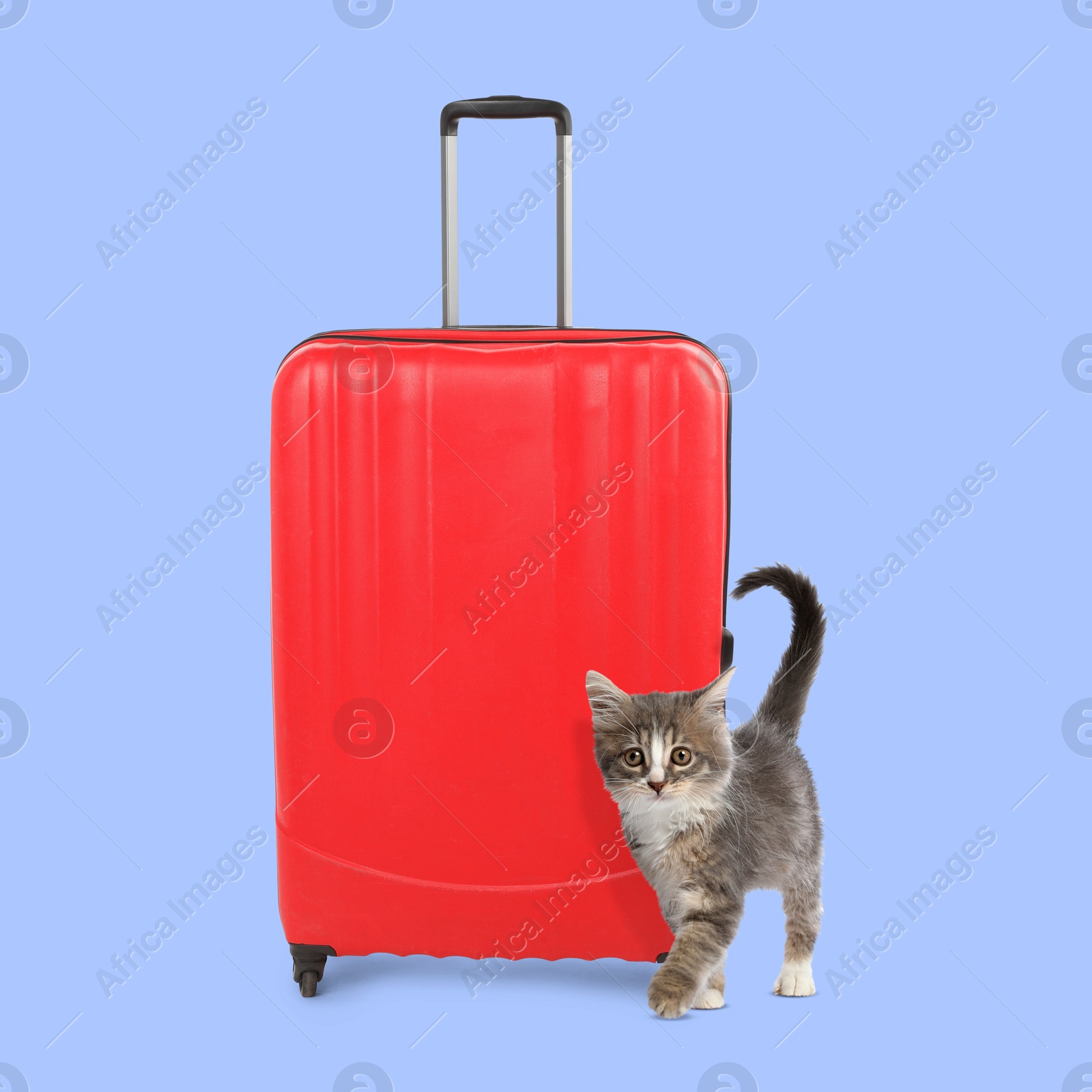 Image of Cute kitten and red suitcase on light blue background