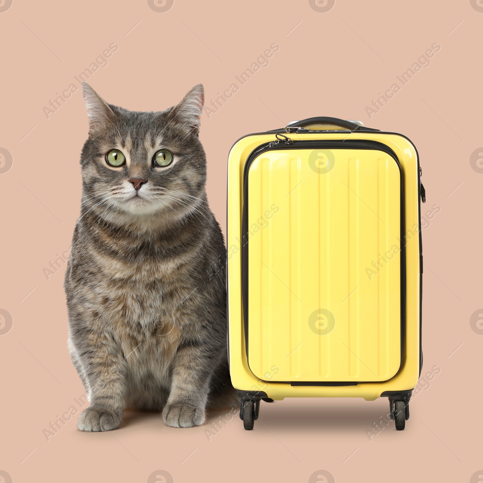 Image of Cute cat and yellow suitcase on dark beige background