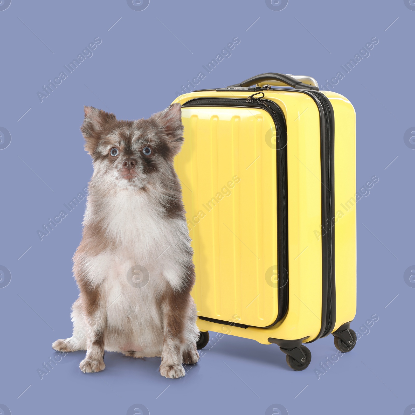 Image of Cute fluffy dog and yellow suitcase on color background