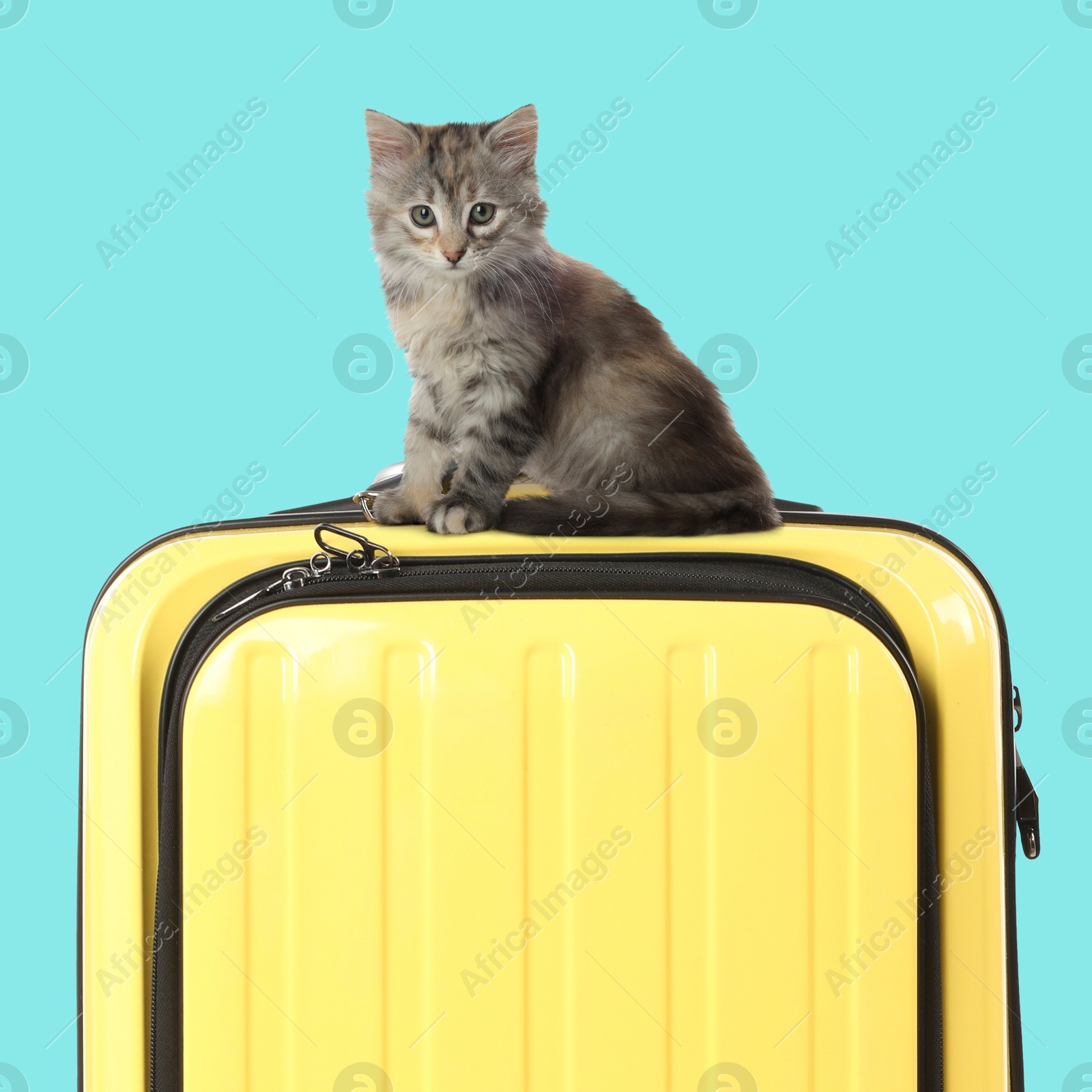 Image of Cute kitten on yellow suitcase against light blue background