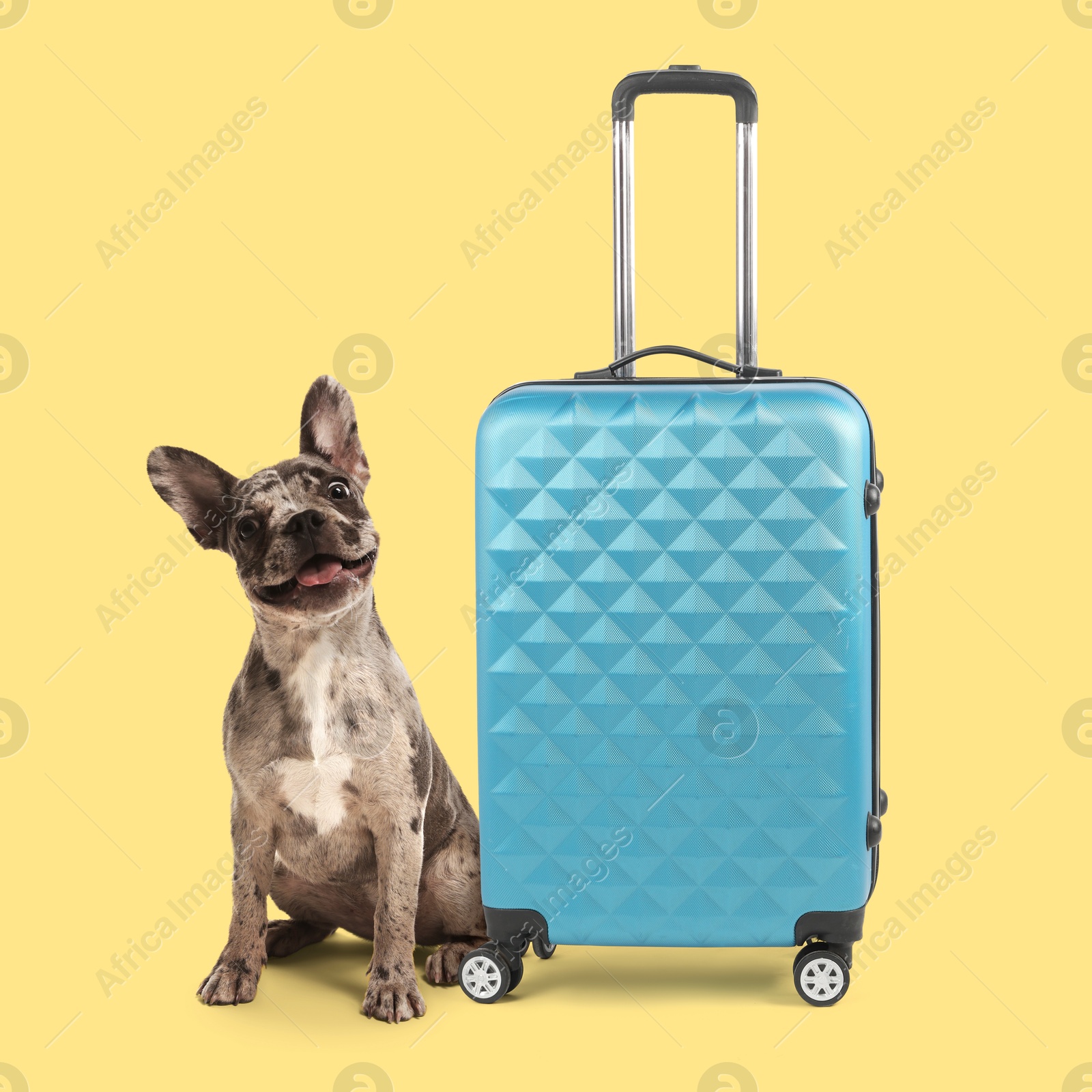 Image of Cute French Bulldog and suitcase on yellow background