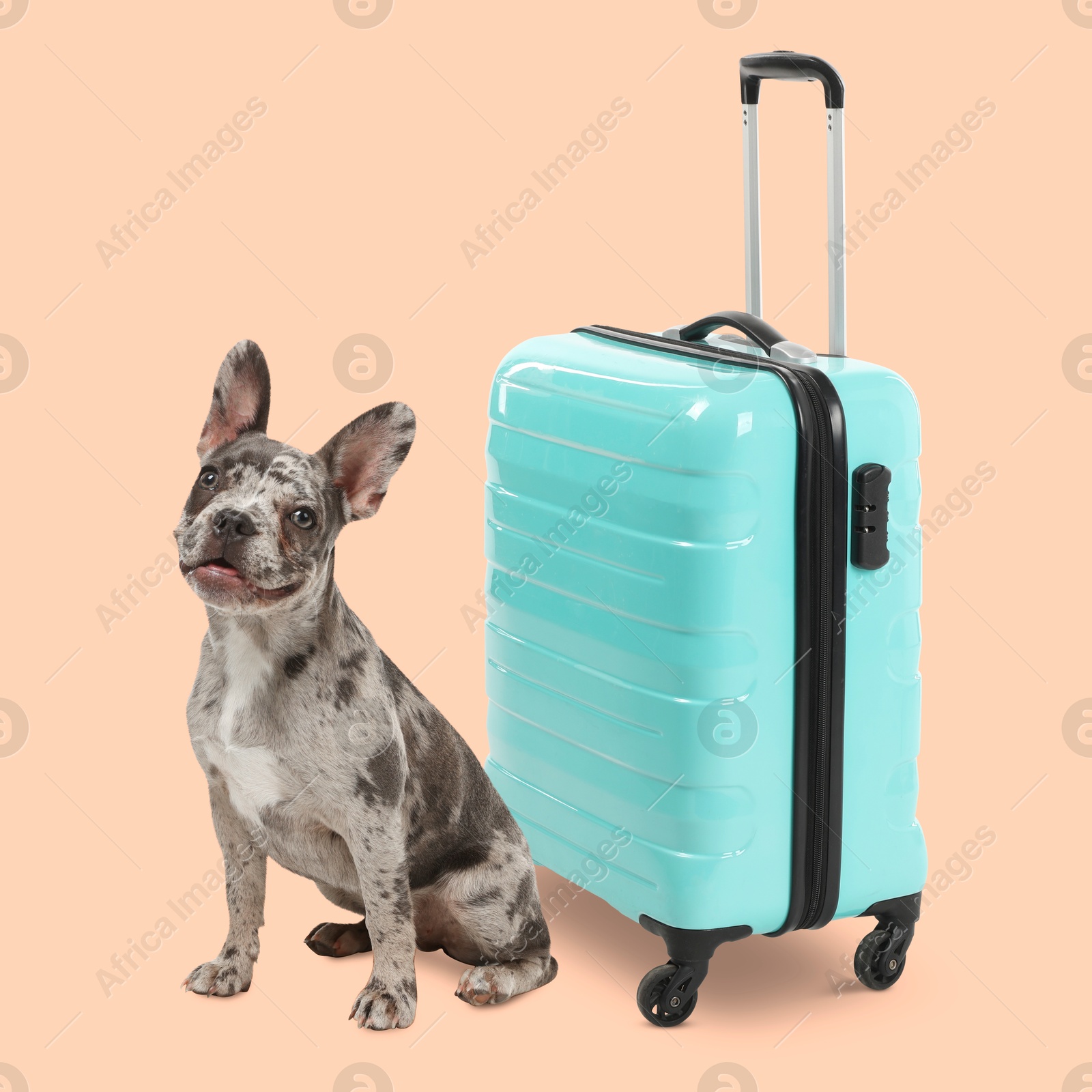 Image of Cute French Bulldog and turquoise suitcase on pink beige background