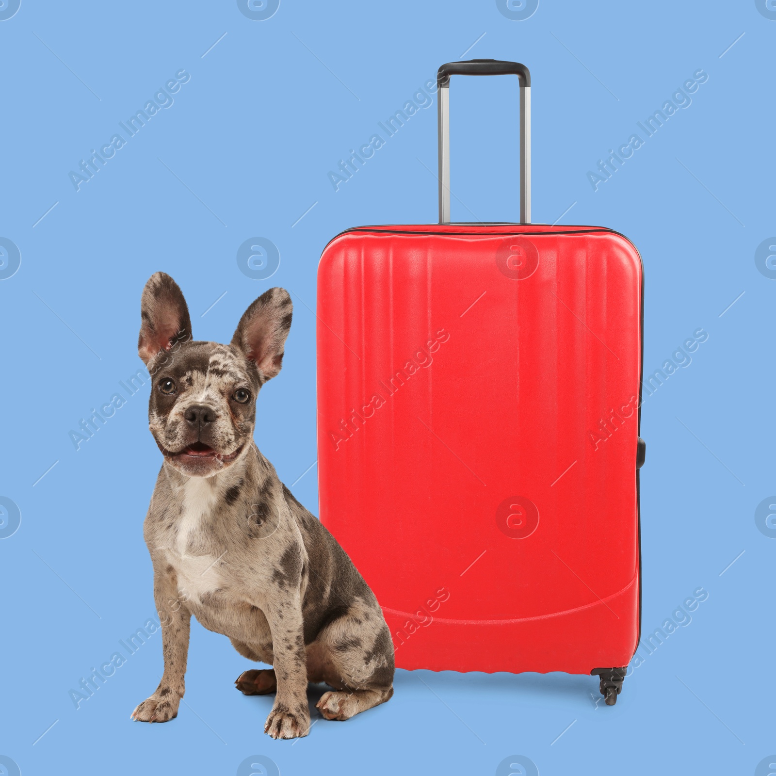 Image of Cute French Bulldog and red suitcase on light blue background