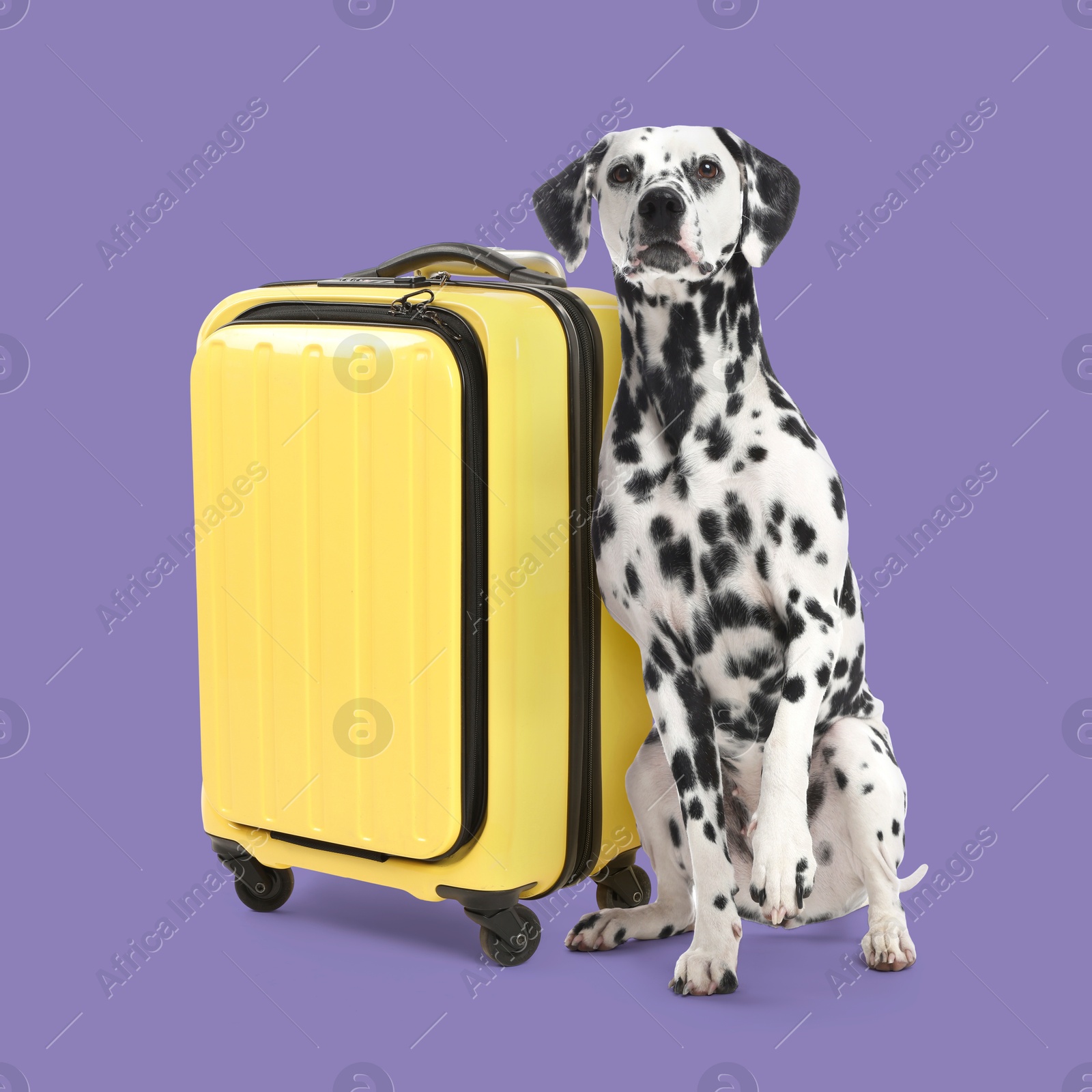 Image of Cute dalmatian dog and yellow suitcase on dark violet background