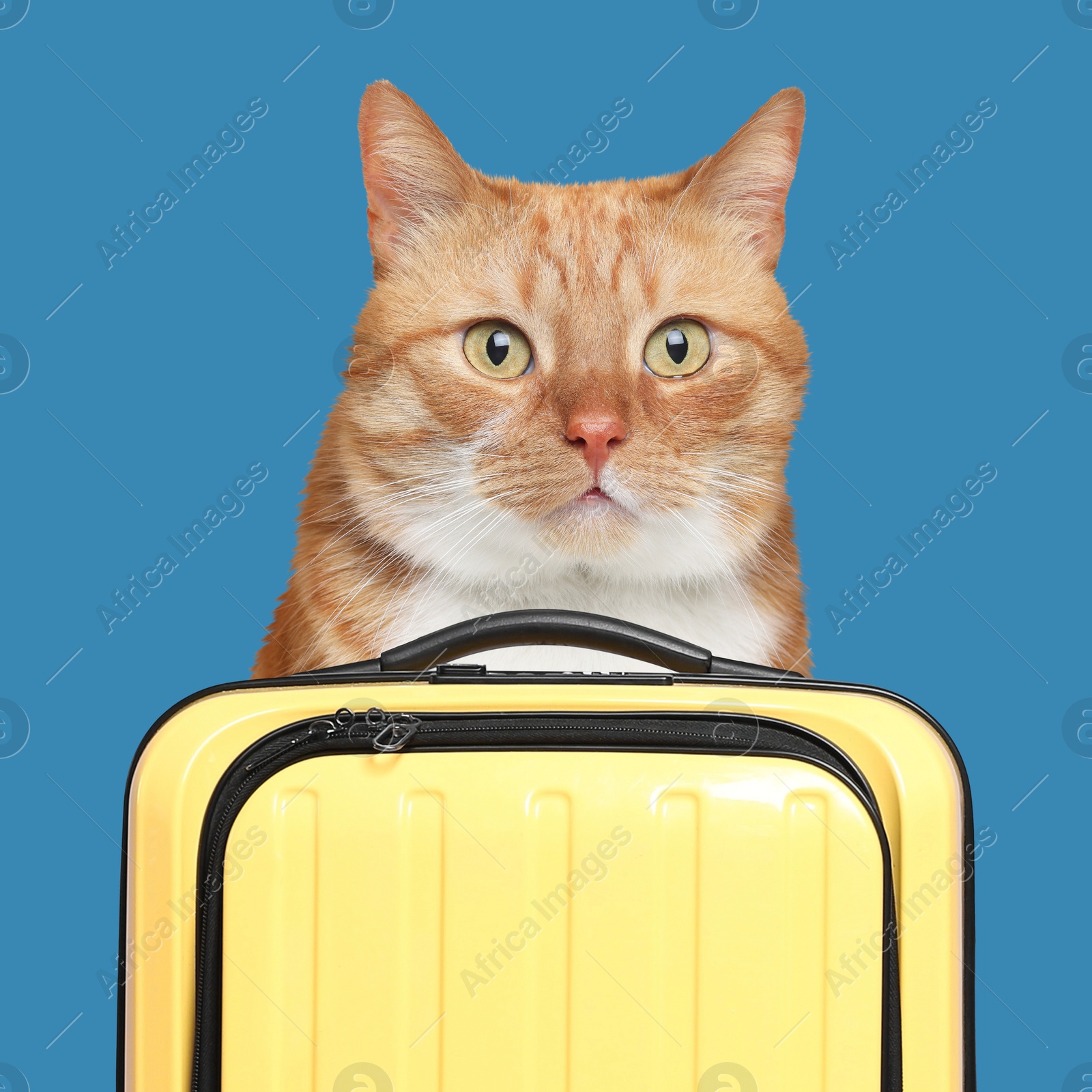 Image of Cute red cat and suitcase on blue background