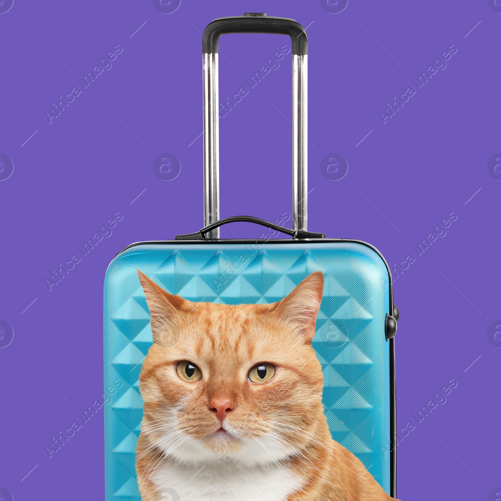 Image of Cute red cat and suitcase on dark violet background