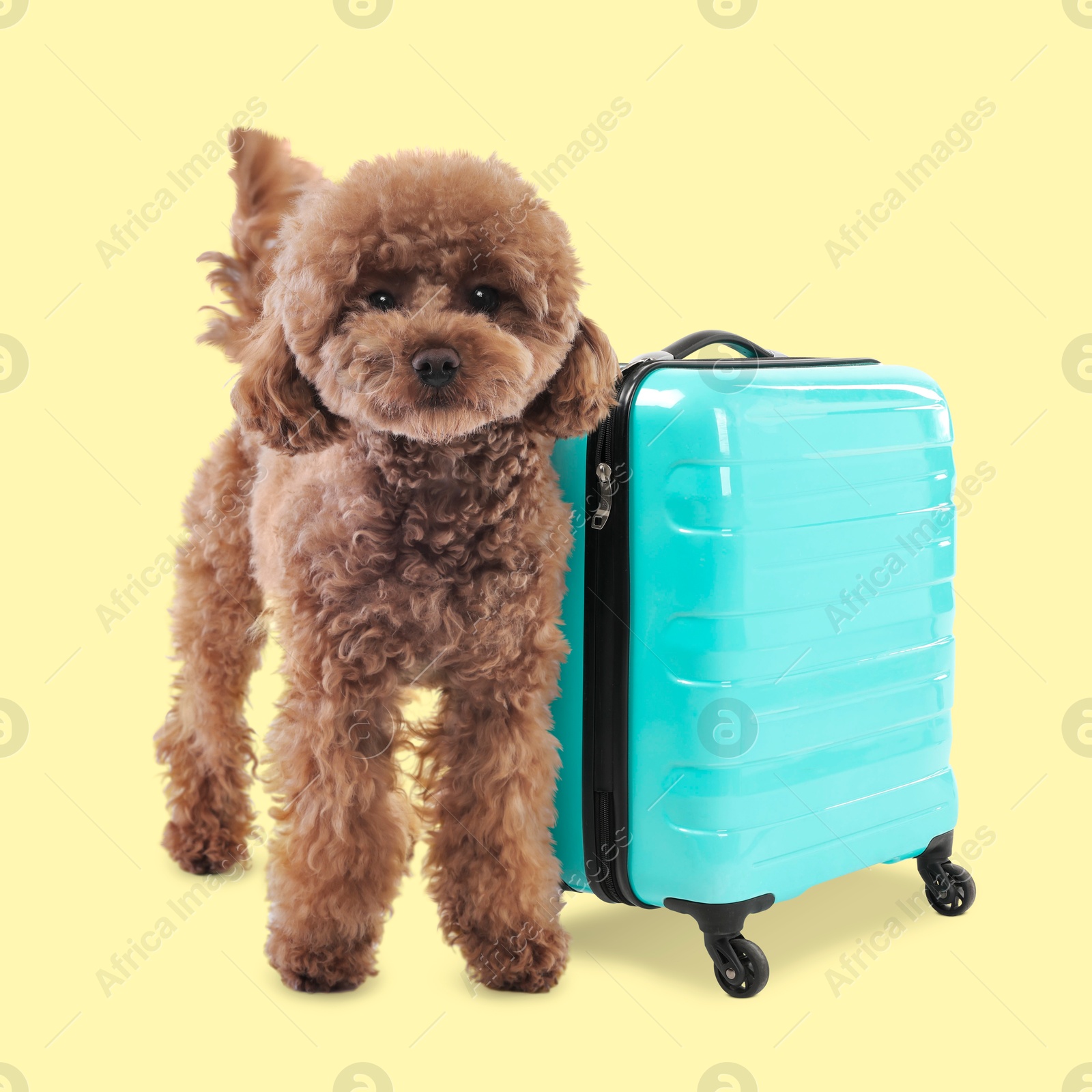 Image of Cute Maltipoo dog and turquoise suitcase on pale yellow background