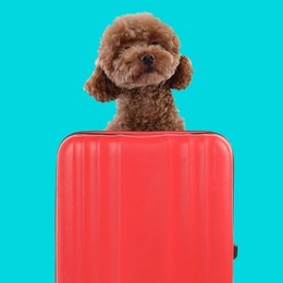 Image of Cute Maltipoo dog behind red suitcase on turquoise background