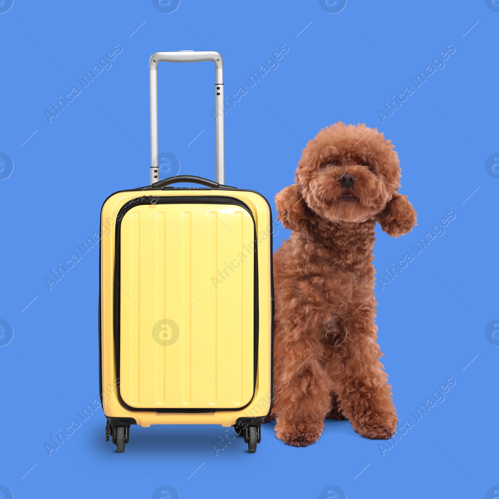 Image of Cute Maltipoo dog and yellow suitcase on blue background