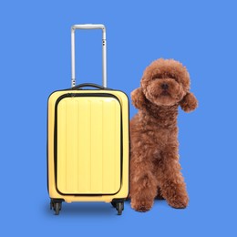 Image of Cute Maltipoo dog and yellow suitcase on blue background