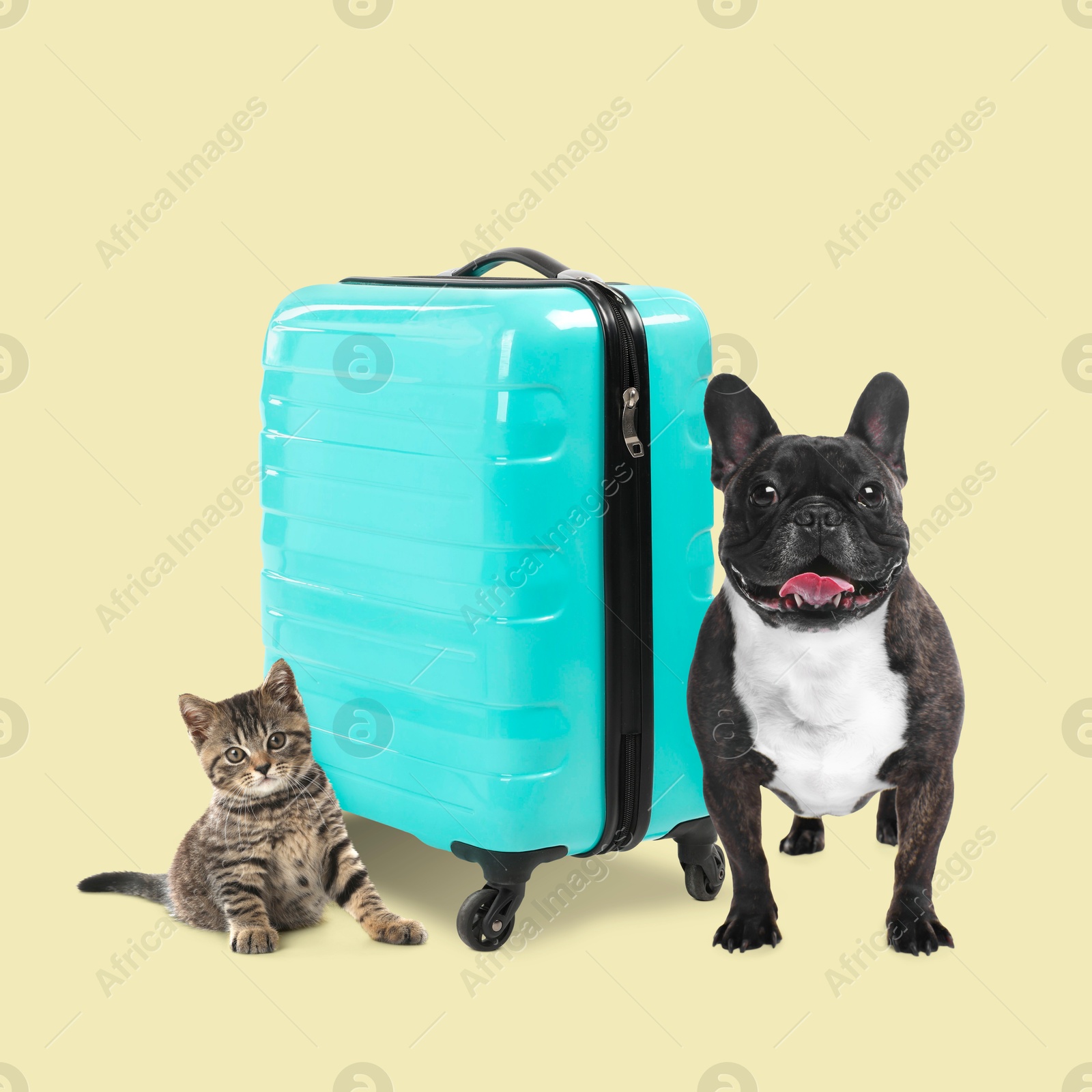 Image of Kitten, dog and turquoise suitcase on beige background