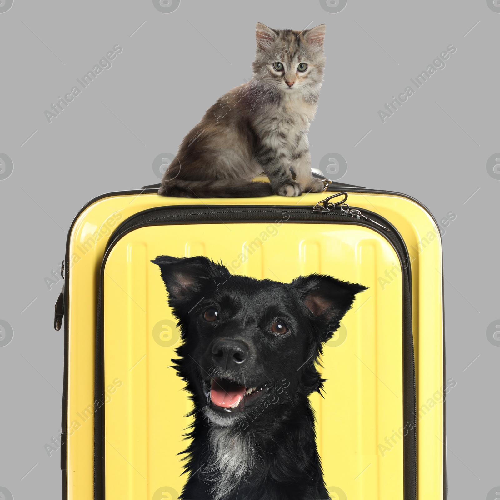 Image of Cute kitten sitting on yellow suitcase and dalmatian dog on grey background