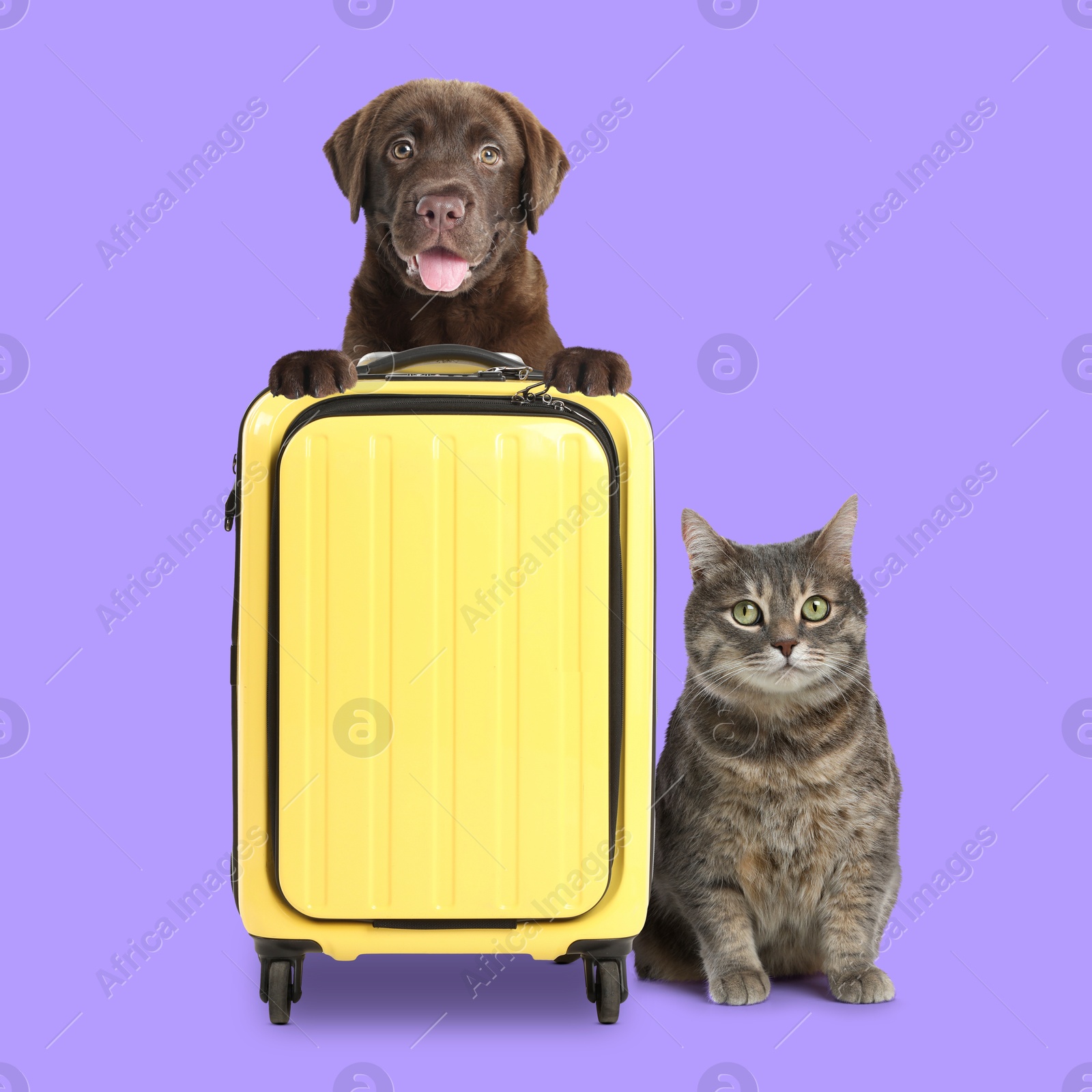 Image of Cute puppy holding paws on yellow suitcase and grey cat on violet background