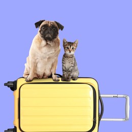 Image of Cute kitten and pug dog sitting on yellow suitcase against violet blue background